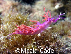 Flabellina affinis
Nikon coolpix P5000, housing Ikelute,... by Nicola Cadel 